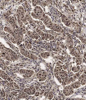 SCXA Antibody (C-term)