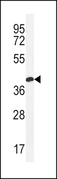 CLDN16 Antibody (N-term)