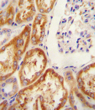 CLDN16 Antibody (N-term)