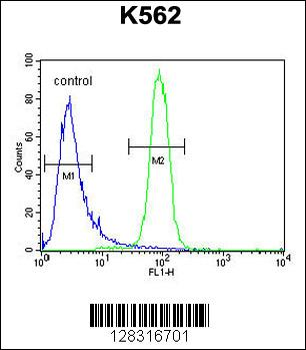 KBTBD5 Antibody (Center)