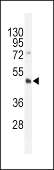 Dnmt3L Antibody (C-term)