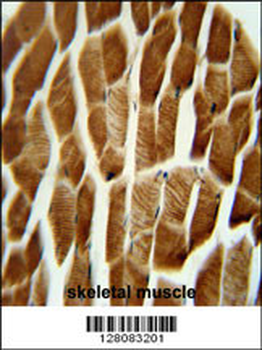 AP1S3 Antibody (N-term)