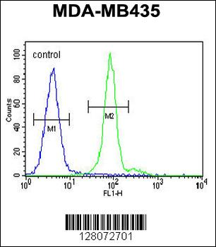 ALX4 Antibody (Center)