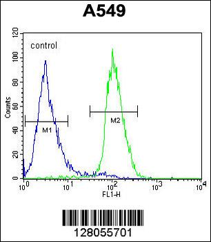 CIART Antibody (N-term)