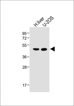 METTL4 Antibody (C-term)