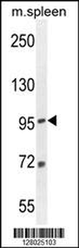 EFTUD1 Antibody (C-term)