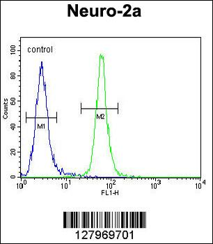 TMEM65 Antibody (N-term)