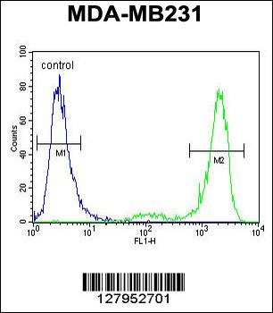 KCNT2 Antibody (C-term)