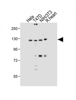 Dnmt3a Antibody