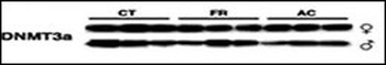 Dnmt3a Antibody