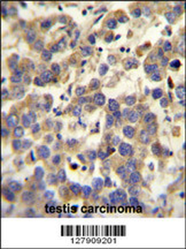 LYPD4 Antibody (Center)
