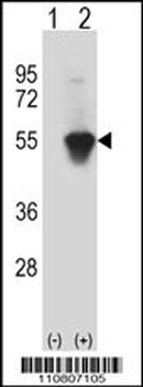 MINA Antibody (C-term)