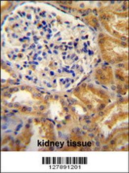 PEAR1 Antibody (C-term)