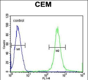 JHY Antibody (C-term)