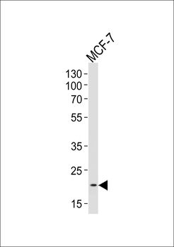 NOS1AP Antibody (Center)