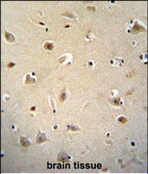 RGAG4 Antibody (C-term)