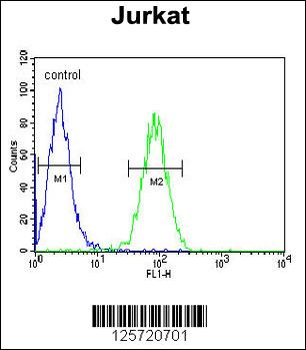 CLDN22 Antibody (Center)