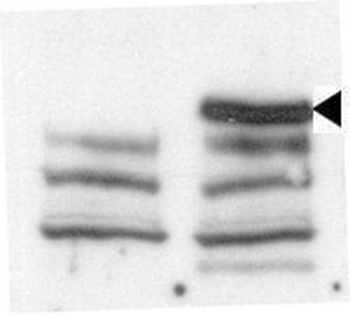 M JMJD3 Antibody (C-term)