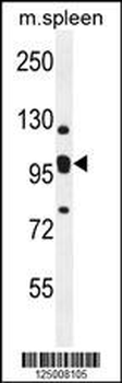 K0090 Antibody (C-term)