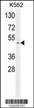 GTPBP2 Antibody (C-term)