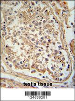 GTPBP2 Antibody (C-term)