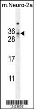 MAF1 Antibody (Center)