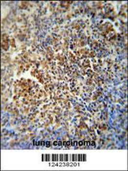 MAF1 Antibody (Center)