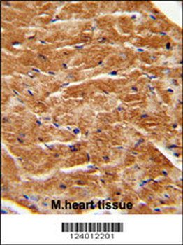 FGF7 Antibody (Center)
