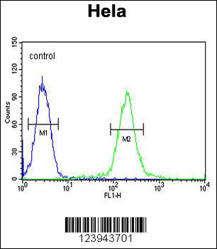 GALNT4 Antibody (N-term)