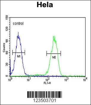 UBA52 Antibody (C-Term)