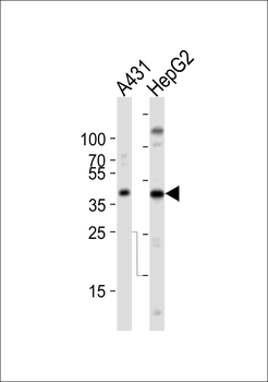ACTB Antibody