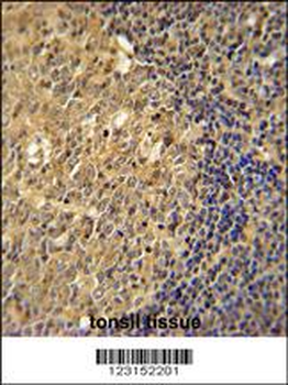 ACTB Antibody