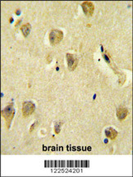 PP1R14C Antibody (C-term)