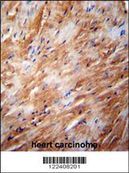 TFB2M Antibody (C-term)