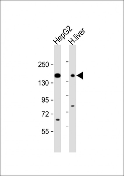 ABCC3 Antibody (Center)