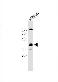 CCNY Antibody (Center)