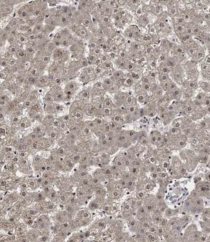 CCNY Antibody (Center)