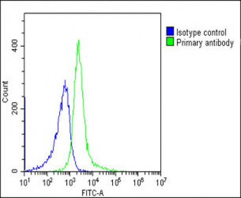BACH2 Antibody (C-term)