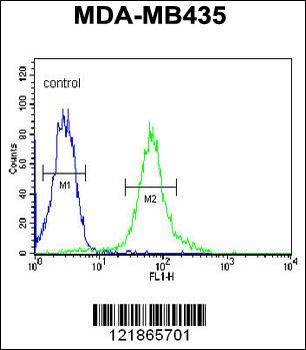BACH2 Antibody (C-term)