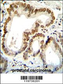 BTG2 Antibody (N-term)