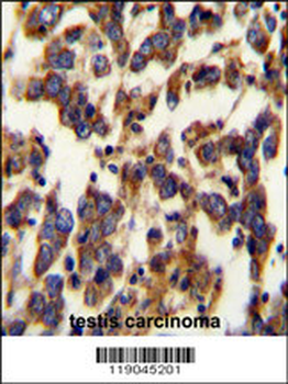 BSCL2 Antibody (N-term)