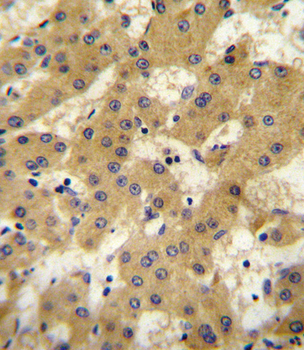 APOF Antibody (Center)