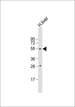 ANGPT2 Antibody (C-term)