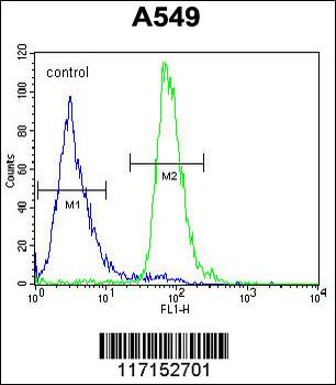 ALOX12B Antibody (C-term)