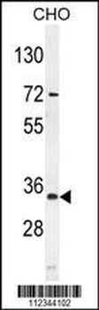 BCA3 Antibody (N-term)