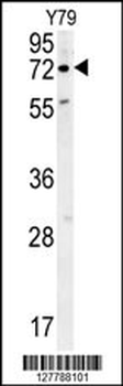 RFT1 Antibody (C-term)