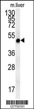 NIPA4 Antibody (N-term)