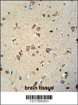 NIPA4 Antibody (N-term)