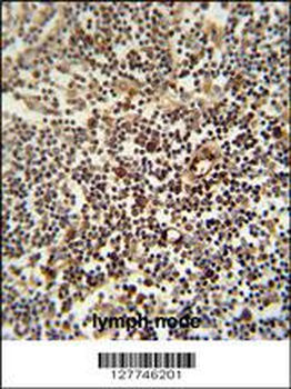 LAPTM5 Antibody (N-term)