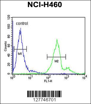 LAPTM5 Antibody (N-term)